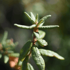 Labrador Tea, leaf