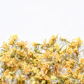 Linden, flower
