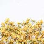 Linden, flower