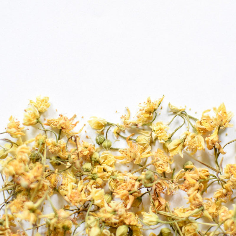 Linden, flower
