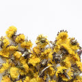 Coltsfoot, flower