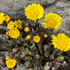 Coltsfoot, flower
