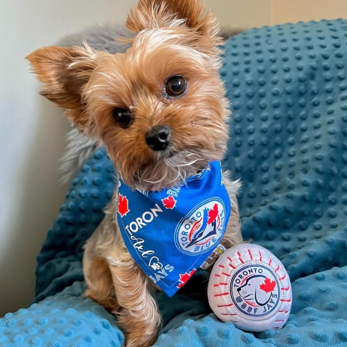 NEW INDESTRUCIBLE Toronto Woofjays Dog Toy